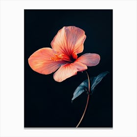 Hibiscus Flower 6 Canvas Print