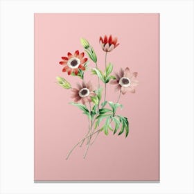 Vintage Broad Leaved Anemone Botanical on Soft Pink n.0075 Canvas Print