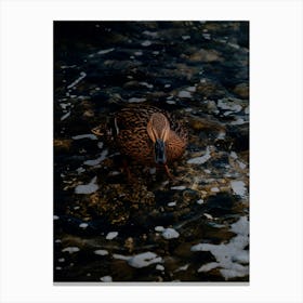 Brown Duck In The Water On The Rocks. Canvas Print