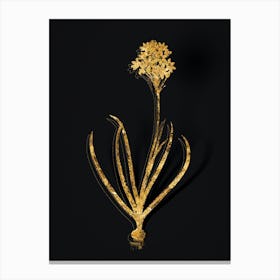 Vintage Arabian Starflower Botanical in Gold on Black n.0029 Canvas Print