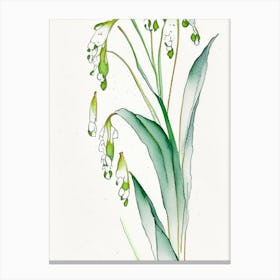 Lily Of The Valley Herb Minimalist Watercolour 2 Canvas Print