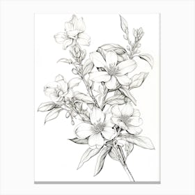Jasmine Flower Vintage Botanical 2 Canvas Print