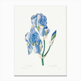 Iris Pallida, Pierre Joseph Redouté Canvas Print