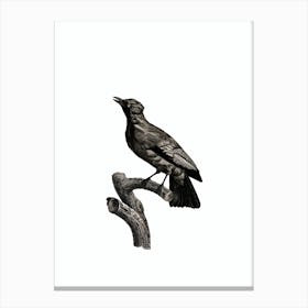 Vintage Paradise Crow Male Bird Illustration on Pure White Canvas Print