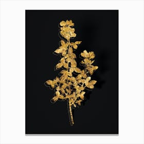 Vintage Common Cytisus Botanical in Gold on Black n.0420 Canvas Print