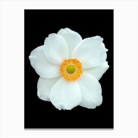 White Flower Isolated On Black Background Canvas Print