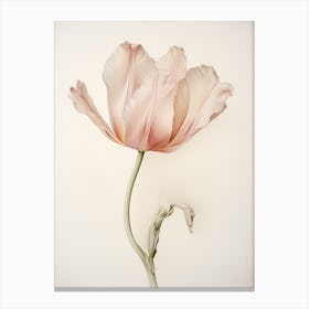 Pressed Flower Botanical Art Tulip 1 Canvas Print