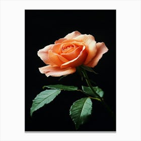 Orange Rose On Black Background 5 Canvas Print