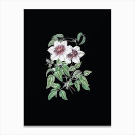 Vintage Siebald's Clematis Botanical Illustration on Solid Black n.0040 Canvas Print