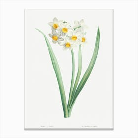 Narcissus From La Botanique De J Canvas Print