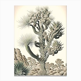 Joshua Tree Pattern Vintage Botanical Line Drawing  (2) Canvas Print