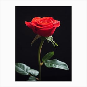 Red Rose On Black Background 77 Canvas Print