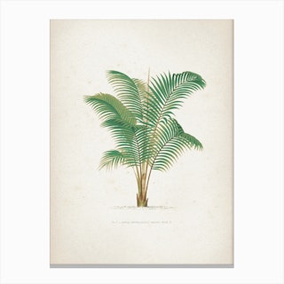 Vintage Kerchove 2 Les Palmiers 1 Canvas Print