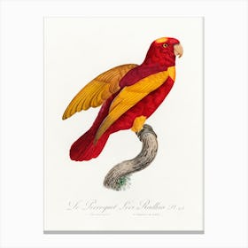 Red & Gold Loryfrom Natural History Of Parrots, Francois Levaillant Canvas Print