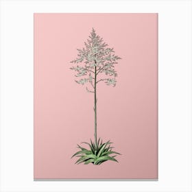 Vintage Giant Cabuya Botanical on Soft Pink n.0054 Canvas Print