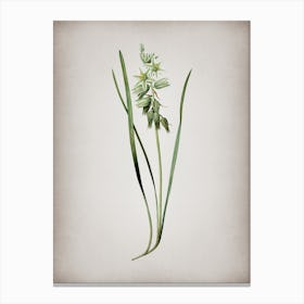 Vintage Drooping Star of Bethlehem Botanical on Parchment n.0354 Canvas Print