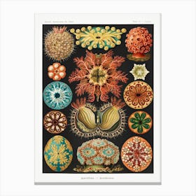 Ascidiae–Seescheiden, Ernst Haeckel Canvas Print