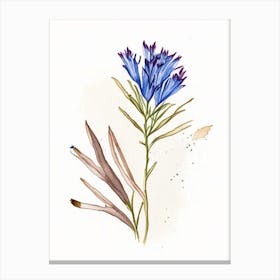 Chicory Herb Minimalist Watercolour Canvas Print