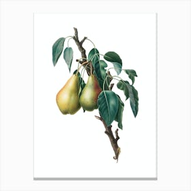 Vintage Lemon Pear Botanical Illustration on Pure White n.0867 Canvas Print