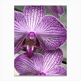 Orchids Canvas Print