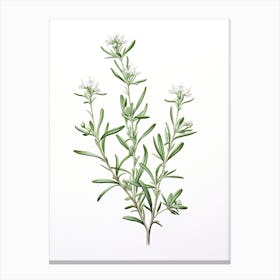 Wingter Savory Vintage Botanical Herbs 0 Canvas Print