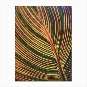 Leaf Patten Lines Colorful Plant Canvas Print