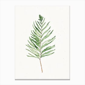 Douglas Fir Needle Leaf Minimalist Watercolour 1 Canvas Print
