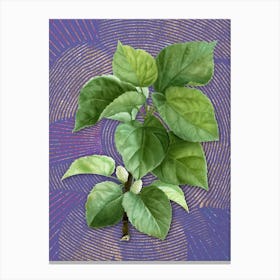 Vintage White Mulberry Plant Botanical Illustration on Veri Peri n.0274 Canvas Print
