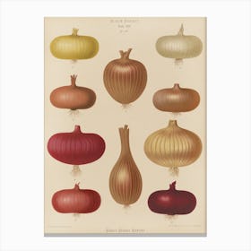 Onion Varieties Canvas Print