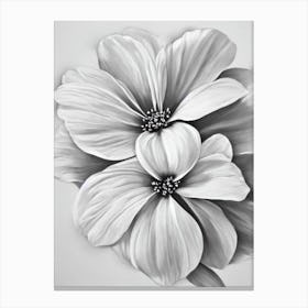 Apple Blossom B&W Pencil 1 Flower Canvas Print