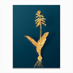 Vintage Lachenalia Pendula Botanical in Gold on Teal Blue n.0296 Canvas Print