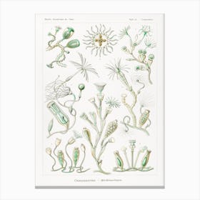 Campanariae–Glockenpolnpen, Ernst Haeckel Canvas Print