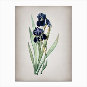 Vintage German Iris Botanical on Parchment n.0454 Canvas Print