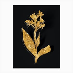 Vintage Water Canna Botanical in Gold on Black n.0473 Canvas Print