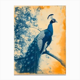 Vintage Photo Of Orange & Blue Peacock  1 Canvas Print