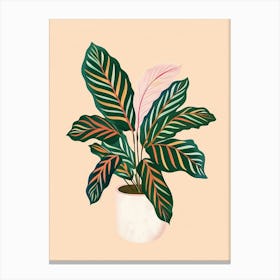 Calathea Plant Minimalist Illustration 7 Canvas Print