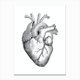 Black Heart Anatomy Black And White Canvas Print