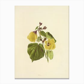 Yellow Nasturtium Canvas Print