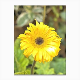 Yellow Gerbera Canvas Print