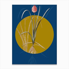 Vintage Botanical Veltheimia Abyssinica on Circle Yellow on Blue Canvas Print