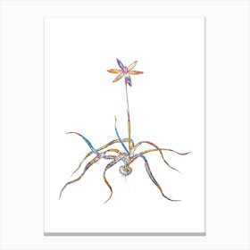Stained Glass Hypoxis Stellata Mosaic Botanical Illustration on White n.0065 Canvas Print