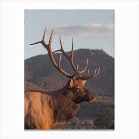 Golden Hour Elk Canvas Print