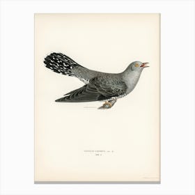 Common Cuckoo Male (Cuculus Canorus), The Von Wright Brothers Canvas Print