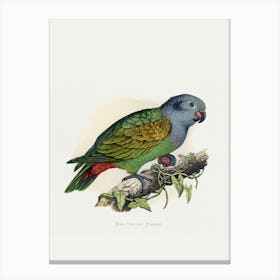 Parrot 4 Canvas Print