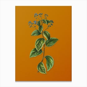 Vintage New Jersey Tea Botanical on Sunset Orange n.0163 Canvas Print