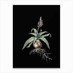 Vintage Lachenalia Lanceaefolia Botanical Illustration on Solid Black Canvas Print