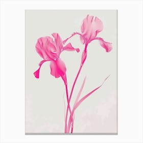 Hot Pink Iris 3 Canvas Print