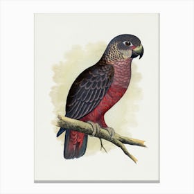 Cockatoo 2 Canvas Print