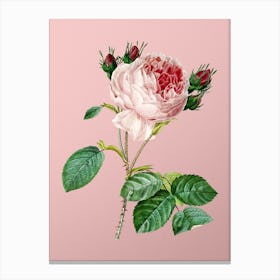 Vintage Centifolia Roses Botanical on Soft Pink n.0801 Canvas Print