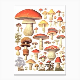 Vintage Mushrooms 5 Canvas Print